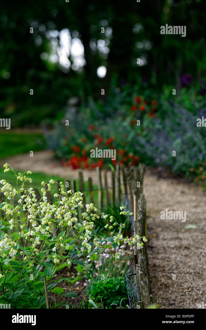Silene fimbriata,allium purple sensation,geum Mme J bradshaw,jaune,le Lupinus arboreus lupin lupin arbre,bush,chalet,foxglove,nepeta,aquilegia,m Banque D'Images
