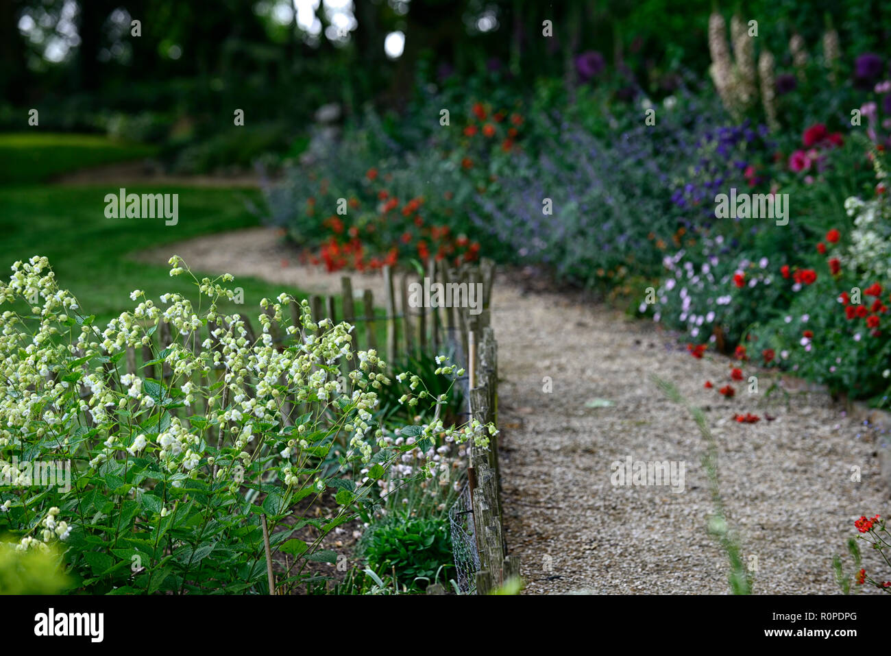Silene fimbriata,allium purple sensation,geum Mme J bradshaw,jaune,le Lupinus arboreus lupin lupin arbre,bush,chalet,foxglove,nepeta,aquilegia,m Banque D'Images