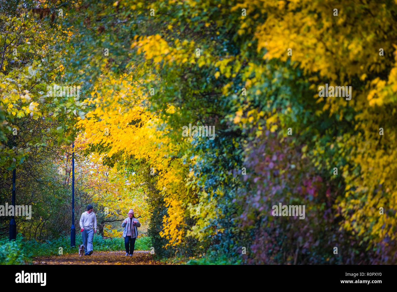 Pays de Galles Aberystwyth UK, 7 novembre 2018 UK Weather : entre les averses de pluie lourde, un couple marche thir chien le long d'un sentier arboré à Aberystwyth comme l'automne couleurs des feuilles atteignent leur paroxysme au début de The Novembers.Le Met Office a émis une alerte jaune pour la pluie et les inondations couvrant une grande partie de l'ouest du pays de Galles et du sud ce matin, avec un avertissement supplémentaire pour plus de pluie et de forts coups de vent émis pour la même zone le vendredi ainsi crédit photo : Keith Morris / Alamy Live News Banque D'Images