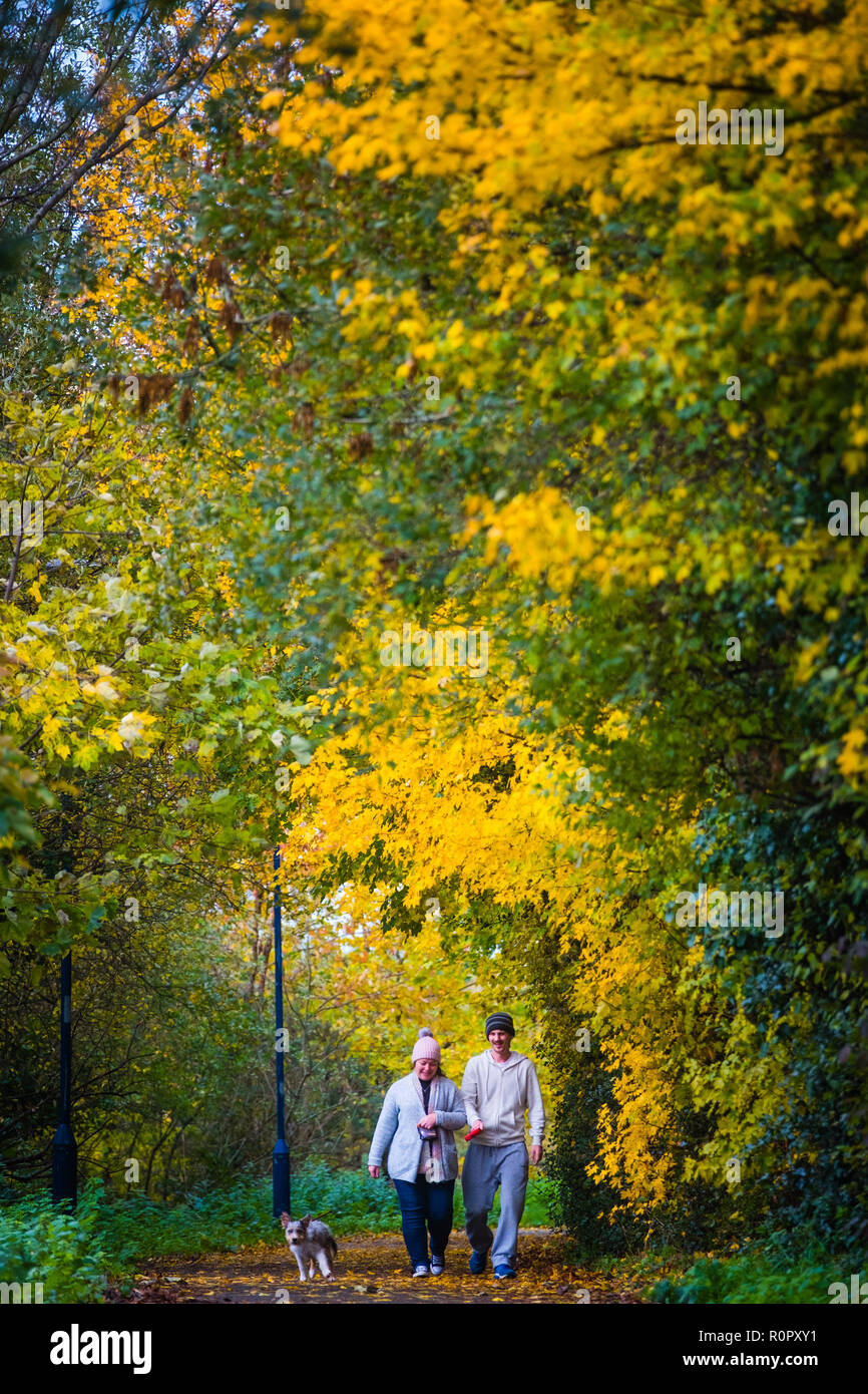 Pays de Galles Aberystwyth UK, 7 novembre 2018 UK Weather : entre les averses de pluie lourde, un couple marche thir chien le long d'un sentier arboré à Aberystwyth comme l'automne couleurs des feuilles atteignent leur paroxysme au début de The Novembers.Le Met Office a émis une alerte jaune pour la pluie et les inondations couvrant une grande partie de l'ouest du pays de Galles et du sud ce matin, avec un avertissement supplémentaire pour plus de pluie et de forts coups de vent émis pour la même zone le vendredi ainsi crédit photo : Keith Morris / Alamy Live News Banque D'Images
