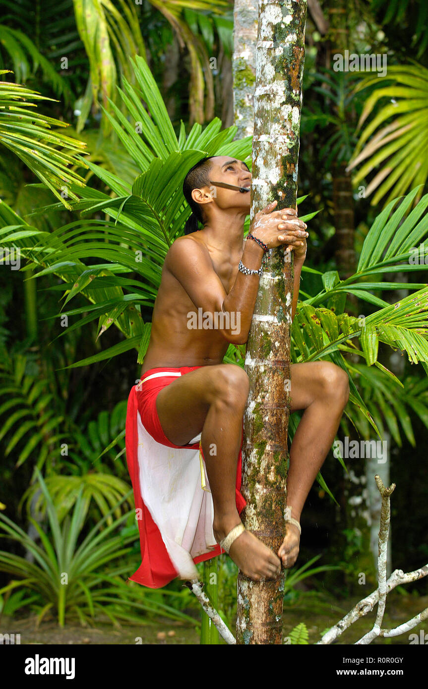 Einheimischer Jugendlicher klettert auf eine Kokosnusspalme, Yap, Mikronesien | jeune homme grimpe un arbre de noix de coco, Yap, Micronésie Banque D'Images