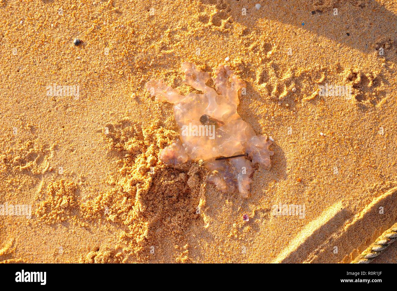 Les Méduses mortes sur la plage Banque D'Images