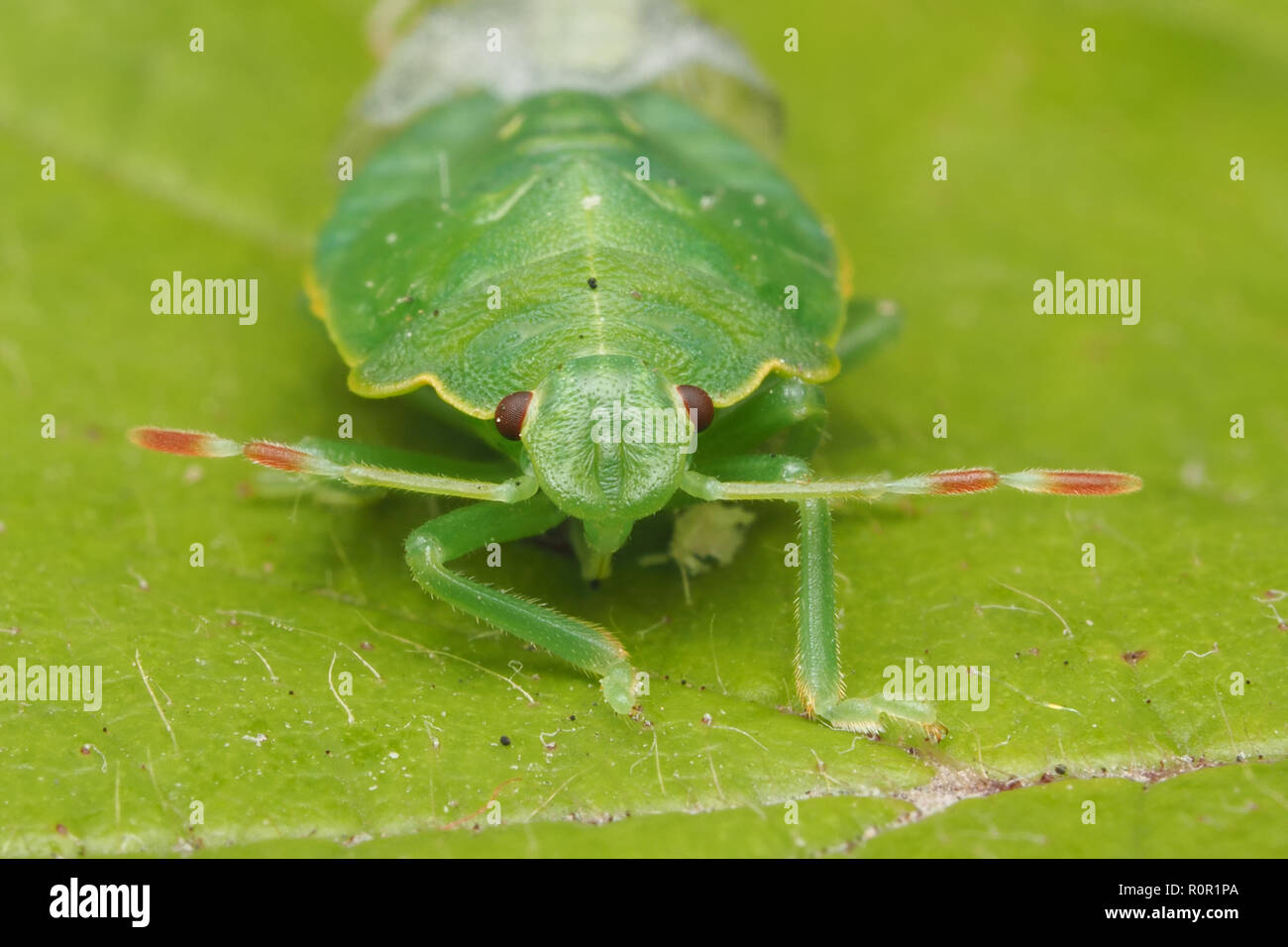 Close up vue frontale de fraîchement muées vert commun Shieldbug (Palomena prasina) Dernier stade nymphe. Tipperary, Irlande Banque D'Images