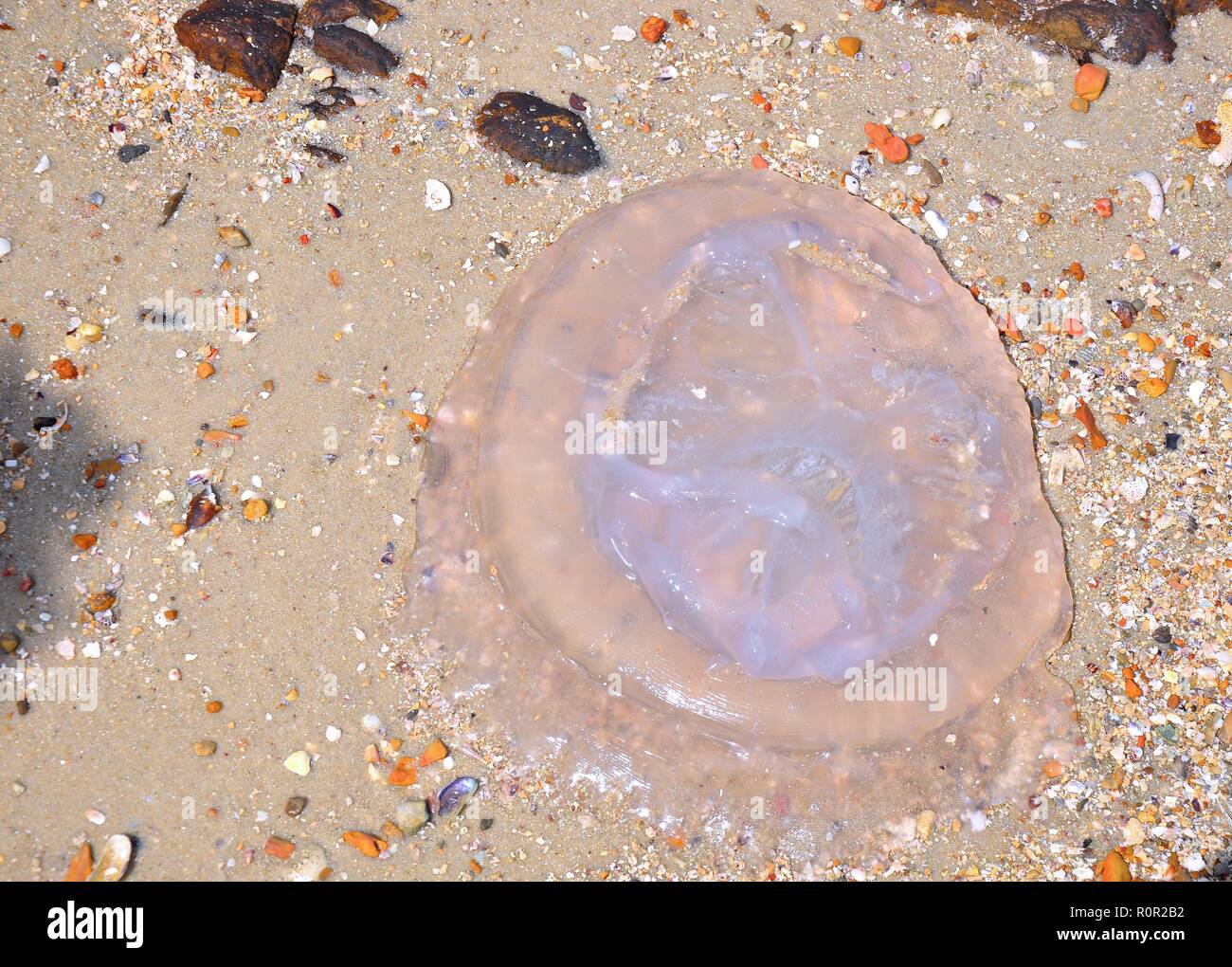 Les Méduses mortes sur la plage Banque D'Images