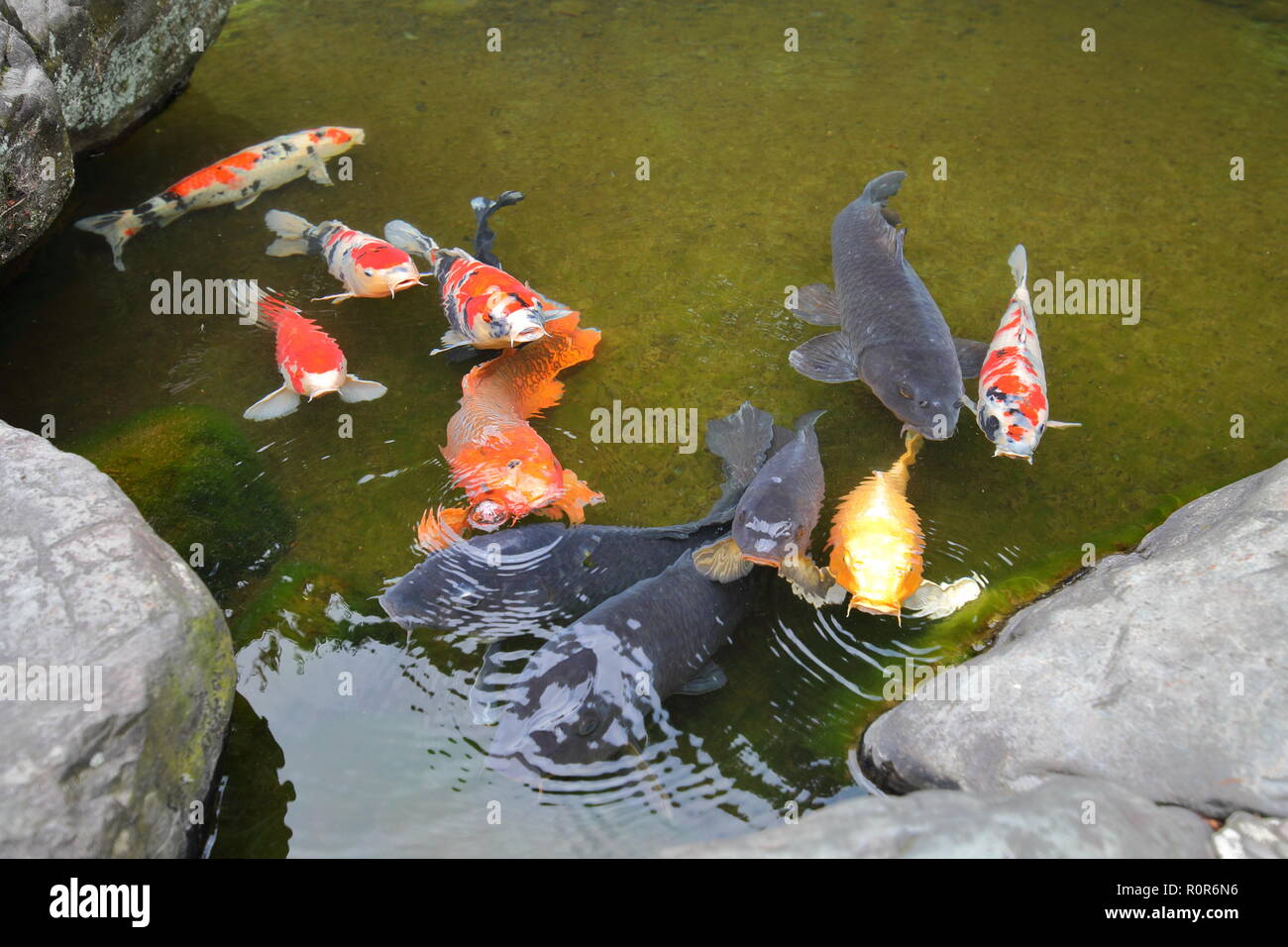 Carpes japonaises dans l'étang Banque D'Images