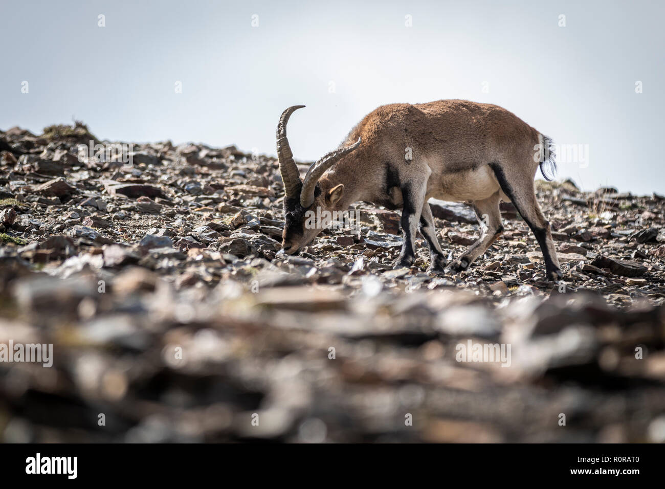 Une adorable chèvre debout sur terrain pierreux sur journée ensoleillée en montagne Banque D'Images