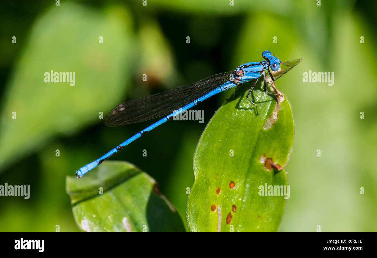 Un gros plan d'un rare bleu libellule manger la feuille où elle est debout Banque D'Images