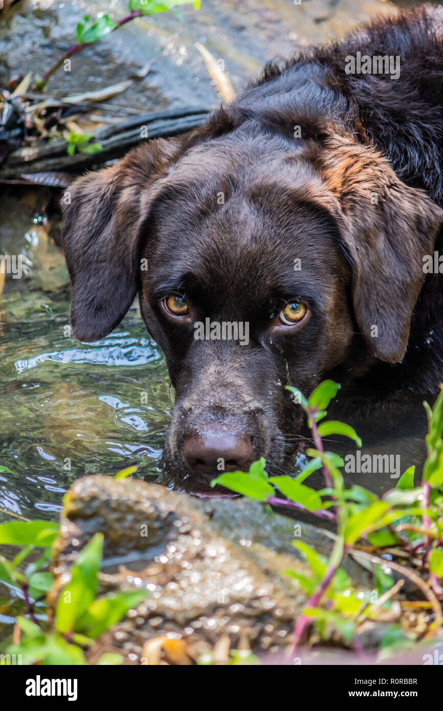 Un Labrador retriever brun à la proie du chasseur sur le ruisseau Banque D'Images