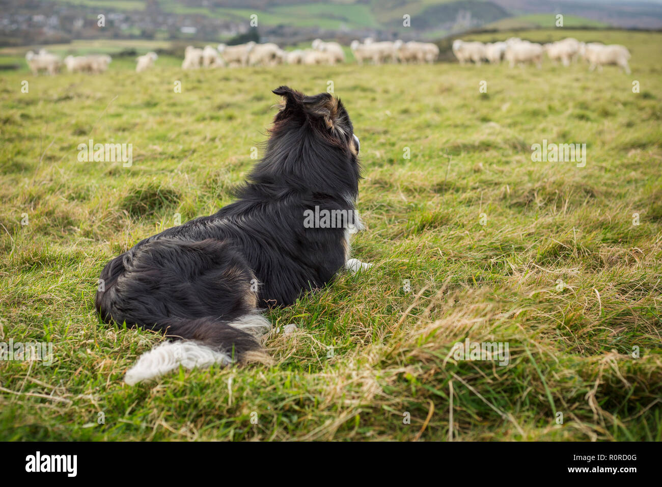 Un border collie tricolore couché dans un champ qui veille sur un troupeau de moutons dans la distance. Banque D'Images