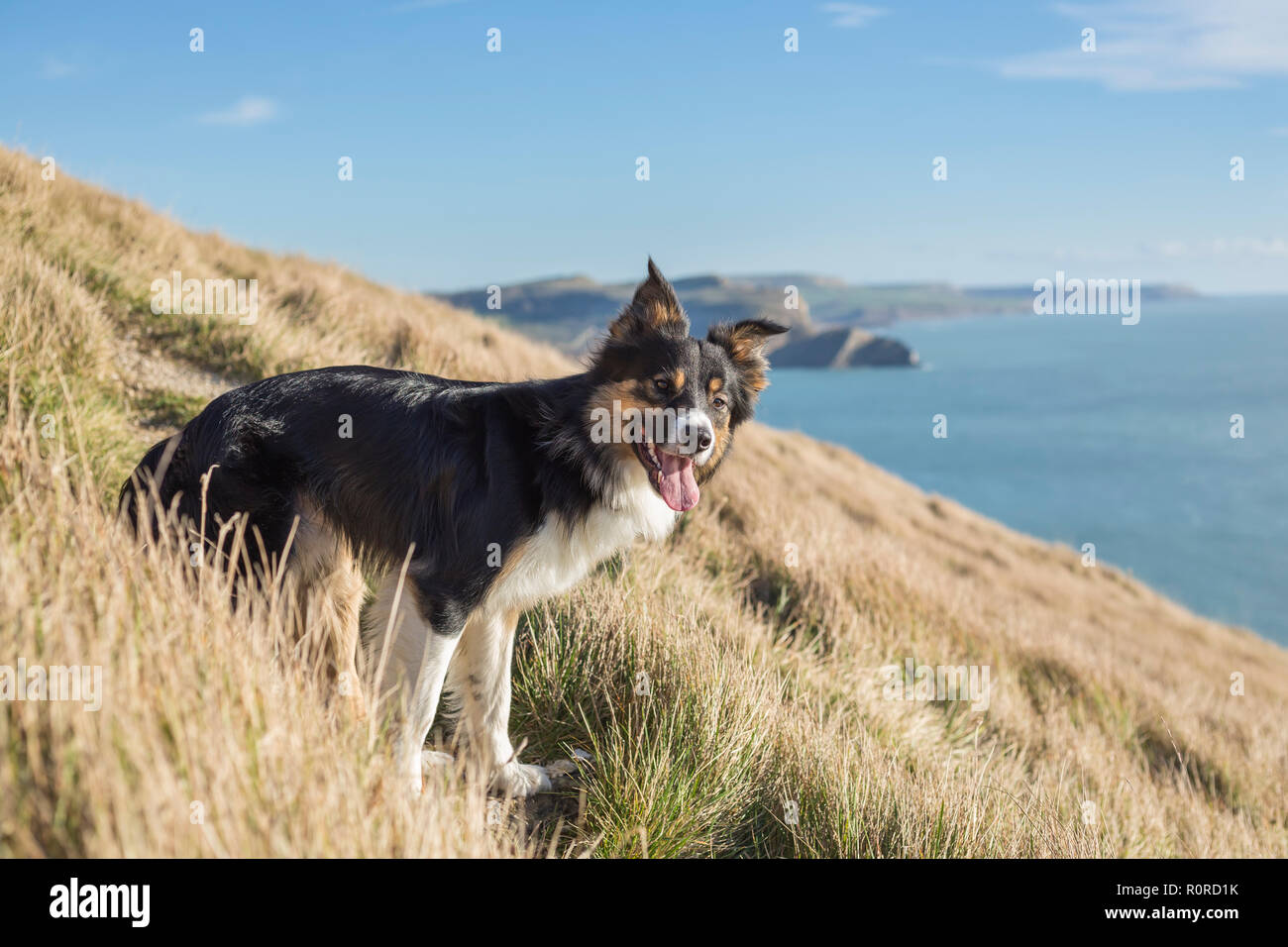 Un border collie tricolore se trouvait sur les pentes du sentier côtier du sud-ouest près de la baie de Lulworth à le long de la côte Banque D'Images