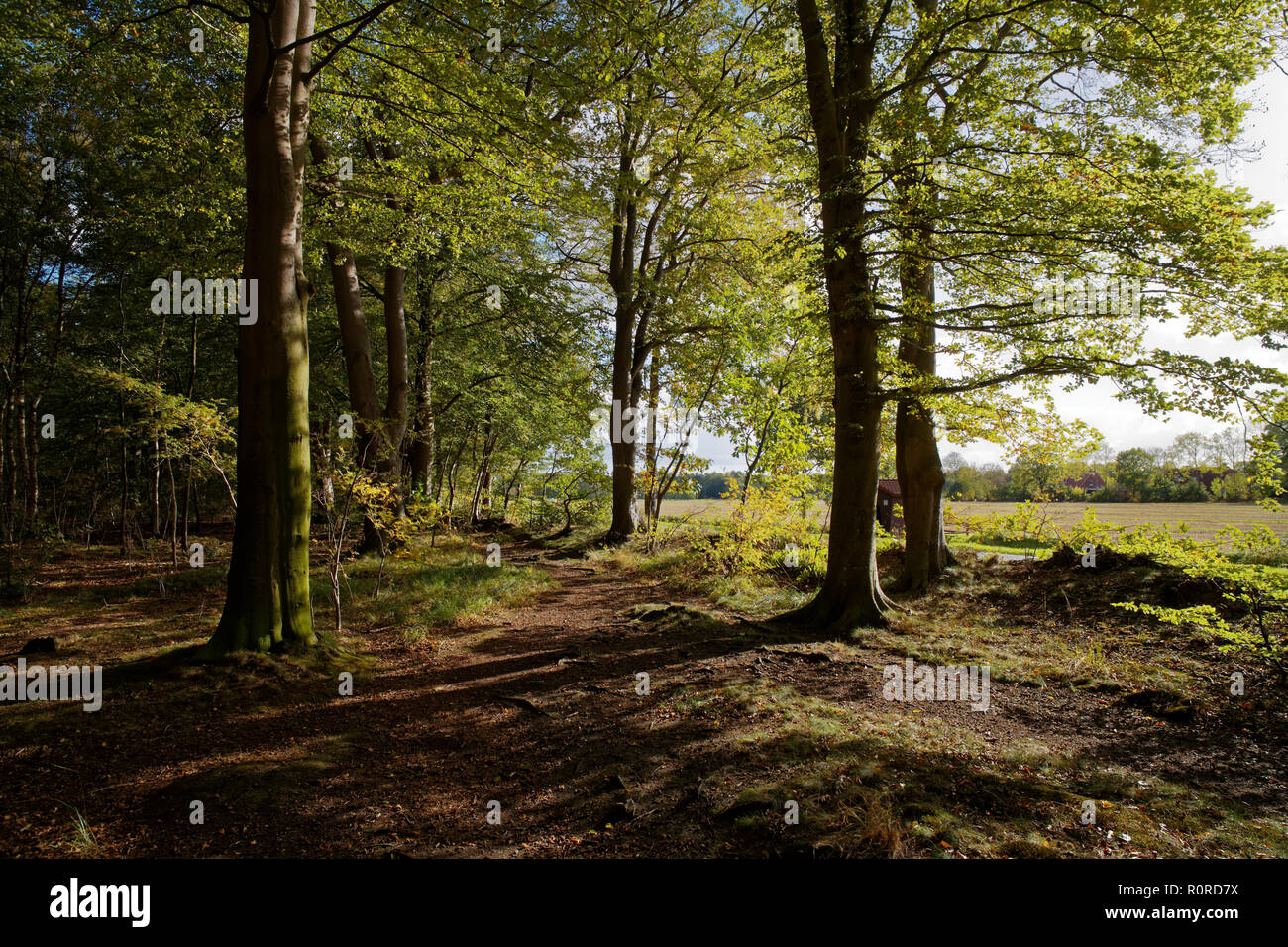 Forêt, Stiekelkamp, Frise orientale, Basse-Saxe, Allemagne Banque D'Images