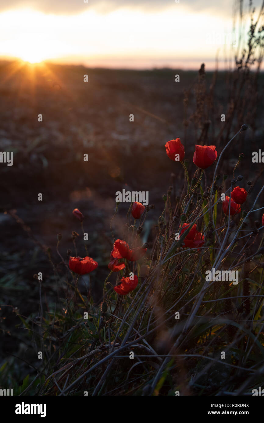 4 novembre 2018 : Picardie, France. Un bouquet de coquelicots rouges sauvages poussant sur la bataille de la Somme en France alors que le soleil se couche Banque D'Images