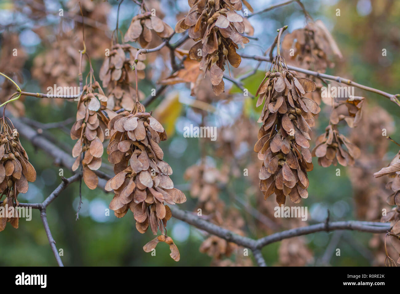 L'érable sycomore Acer pseudoplatanus brown / fruits secs sur la branche Banque D'Images