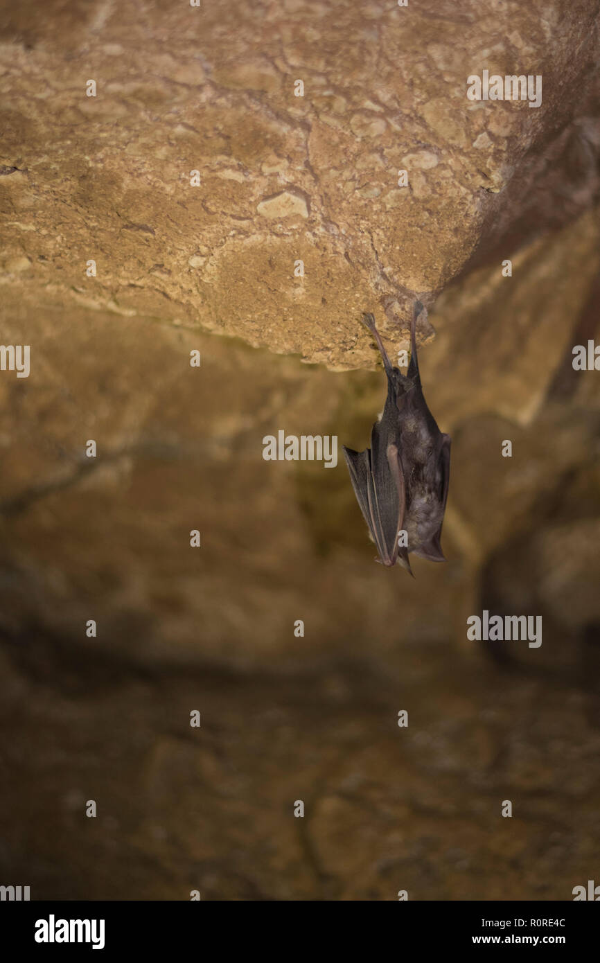 Un bat est tête en bas attaché à un rocher dans une grotte. bat est en train de dormir et ne se déplace pas Banque D'Images