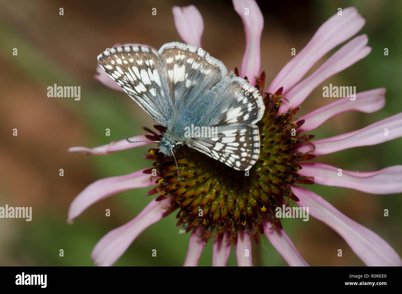 Skipper à damier commun, Burnsius communis, sur le conefleur violet, Echinacea angustifolia Banque D'Images