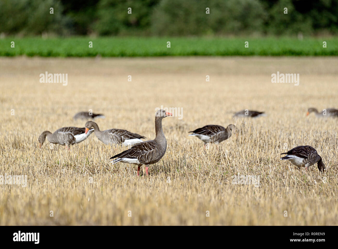 Oies cendrées (Anser anser) à la recherche de nourriture sur un champ de céréales fauchées, Rhénanie du Nord-Westphalie, Allemagne Banque D'Images