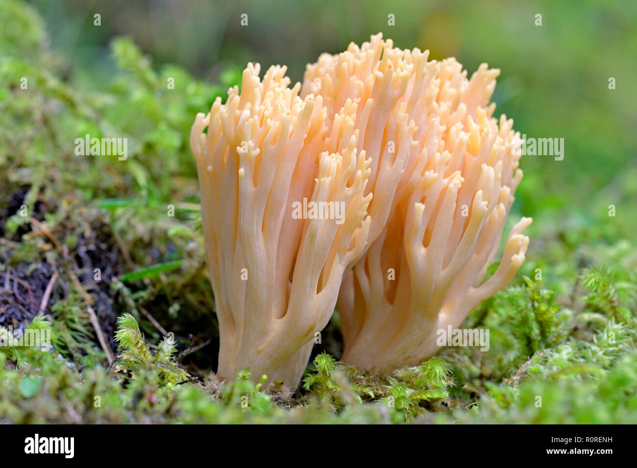 Ramaria mairei (Ramaria mairei), organe de fructification, toxiques, le Parc National du Hohe Tauern, Carinthie, Autriche Banque D'Images