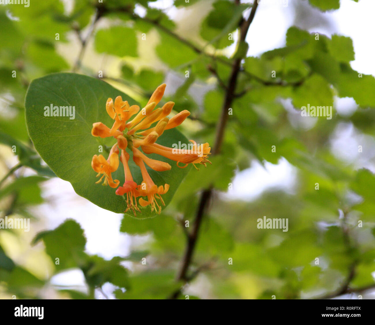 Fleur de chèvrefeuille Banque D'Images