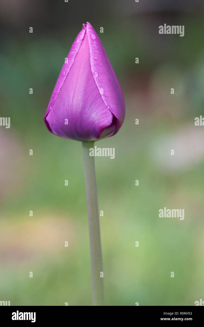 Tulipe Rose Bud Banque D'Images