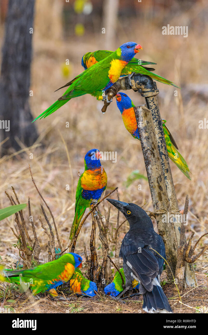 Un troupeau de soif désespérément Rainbow loriquets verts s'installer sur un robinet potable outback australien. Banque D'Images