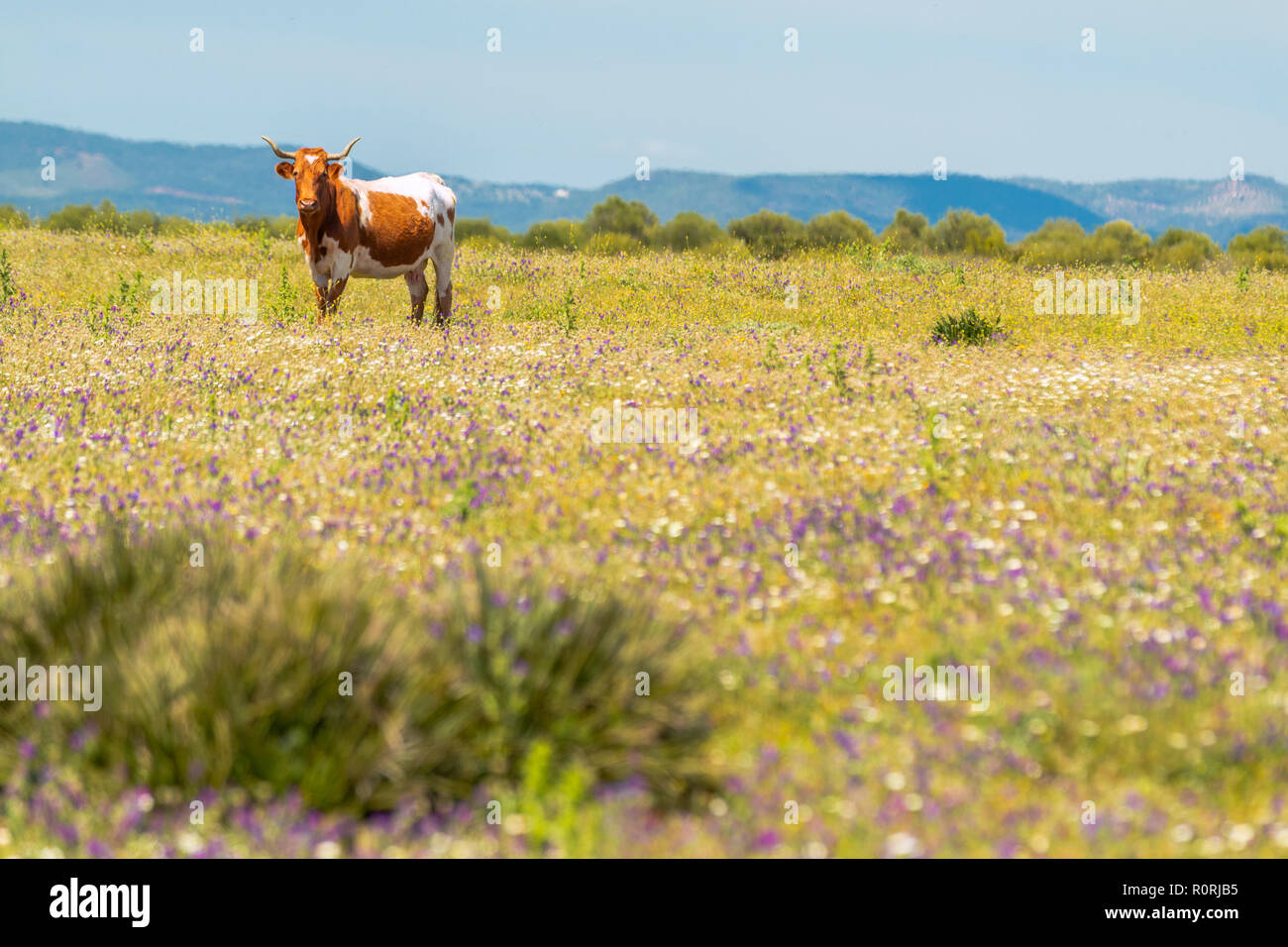 Belle gracieuse avec des cornes de vache en marche d'été à l'extérieur de fleurs sauvages Banque D'Images