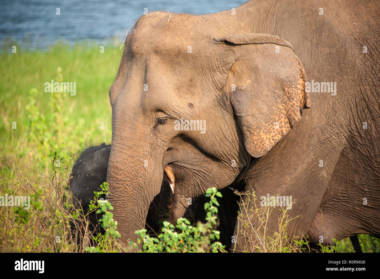 Jeune femelle éléphant indien (Elephas maximus indicus) et son veau dans l'habitat naturel. Libre de la mère et du bébé, l'alimentation à l'herbe haute. Banque D'Images