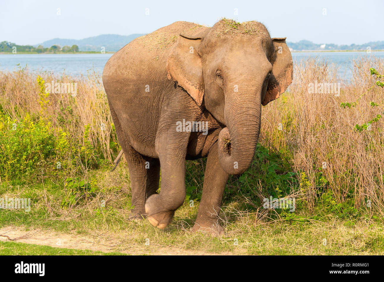 L'éléphant indien féminin (Elephas maximus indicus) émerge de la prairie. Banque D'Images
