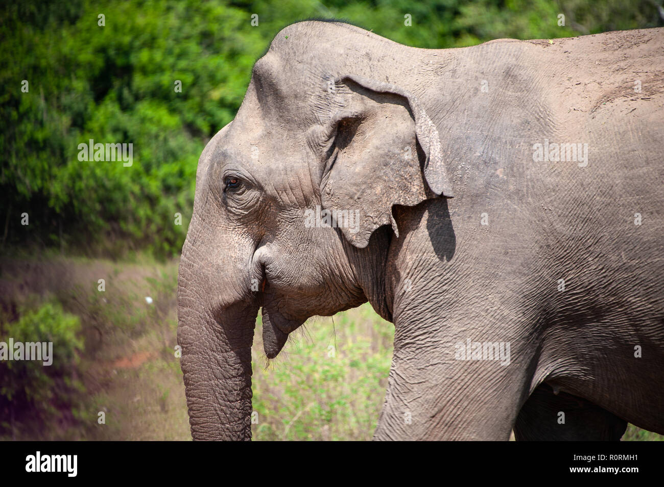 Close up d'un jeune taureau éléphant (elephus maximus indicus) sortant de la brousse. Banque D'Images