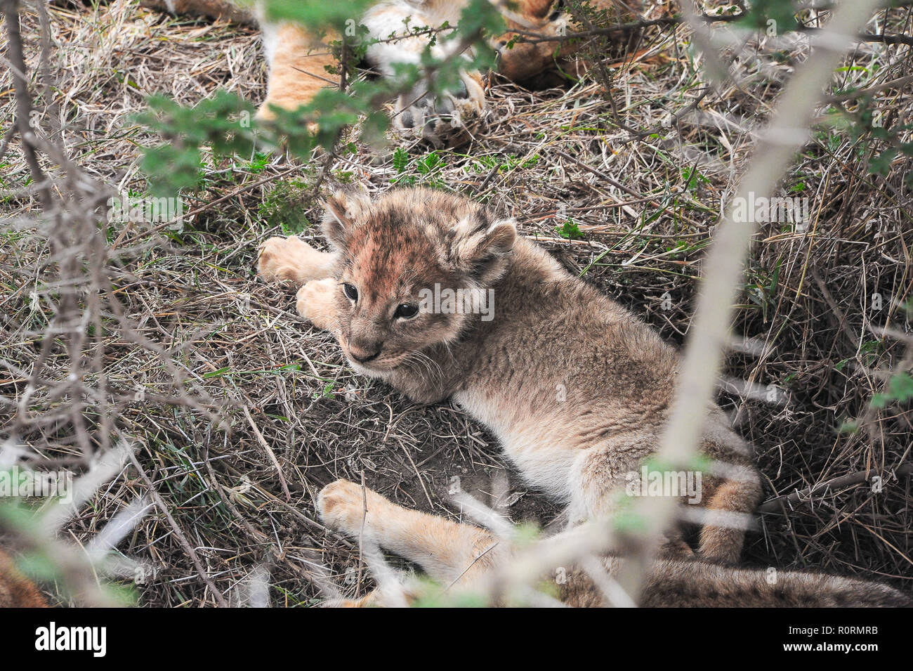 Lion Bebe Prend L Ombre Sous Un Arbre Sur Le Soleil De Midi Serengeti Afrique Photo Stock Alamy