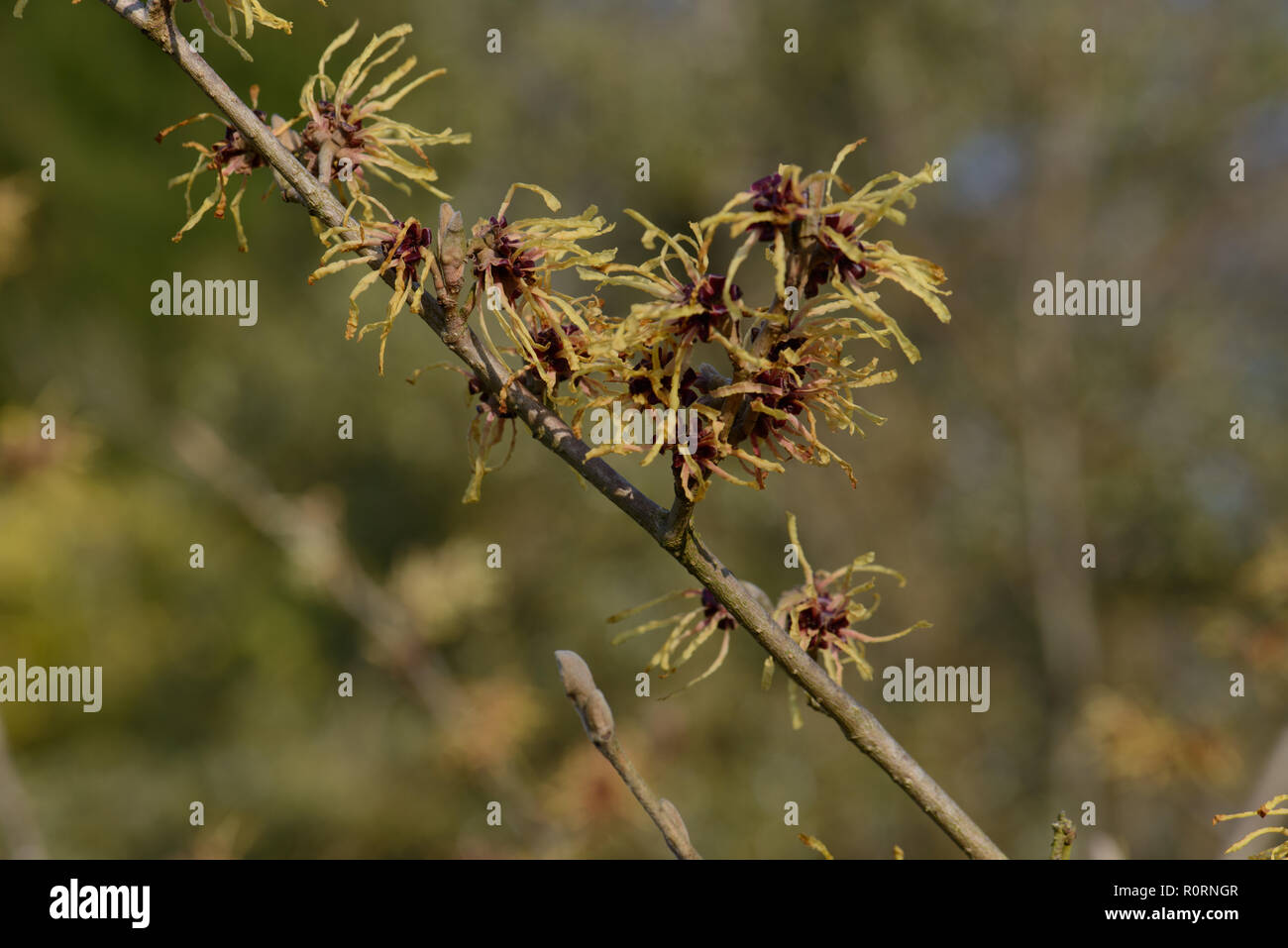 Hamamelis x intermedia Aurora Banque D'Images