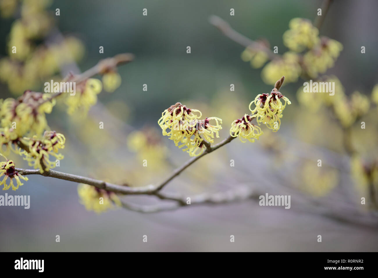 Hamamelis x intermedia Primavera Banque D'Images