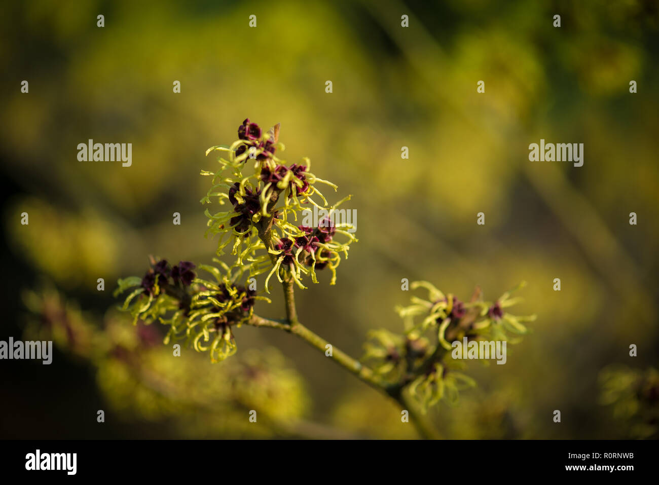 Hamamelis x intermedia Primavera Banque D'Images