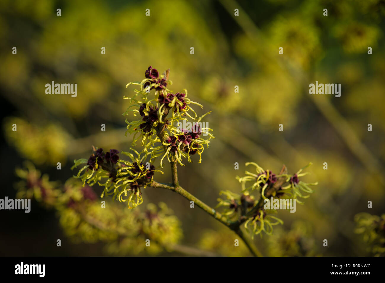 Hamamelis x intermedia Primavera Banque D'Images