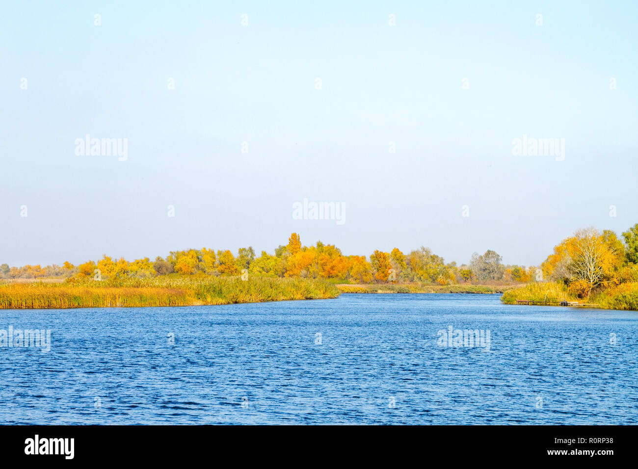 Droit en face de la rivière envahi par les roseaux et arbres en automne Banque D'Images