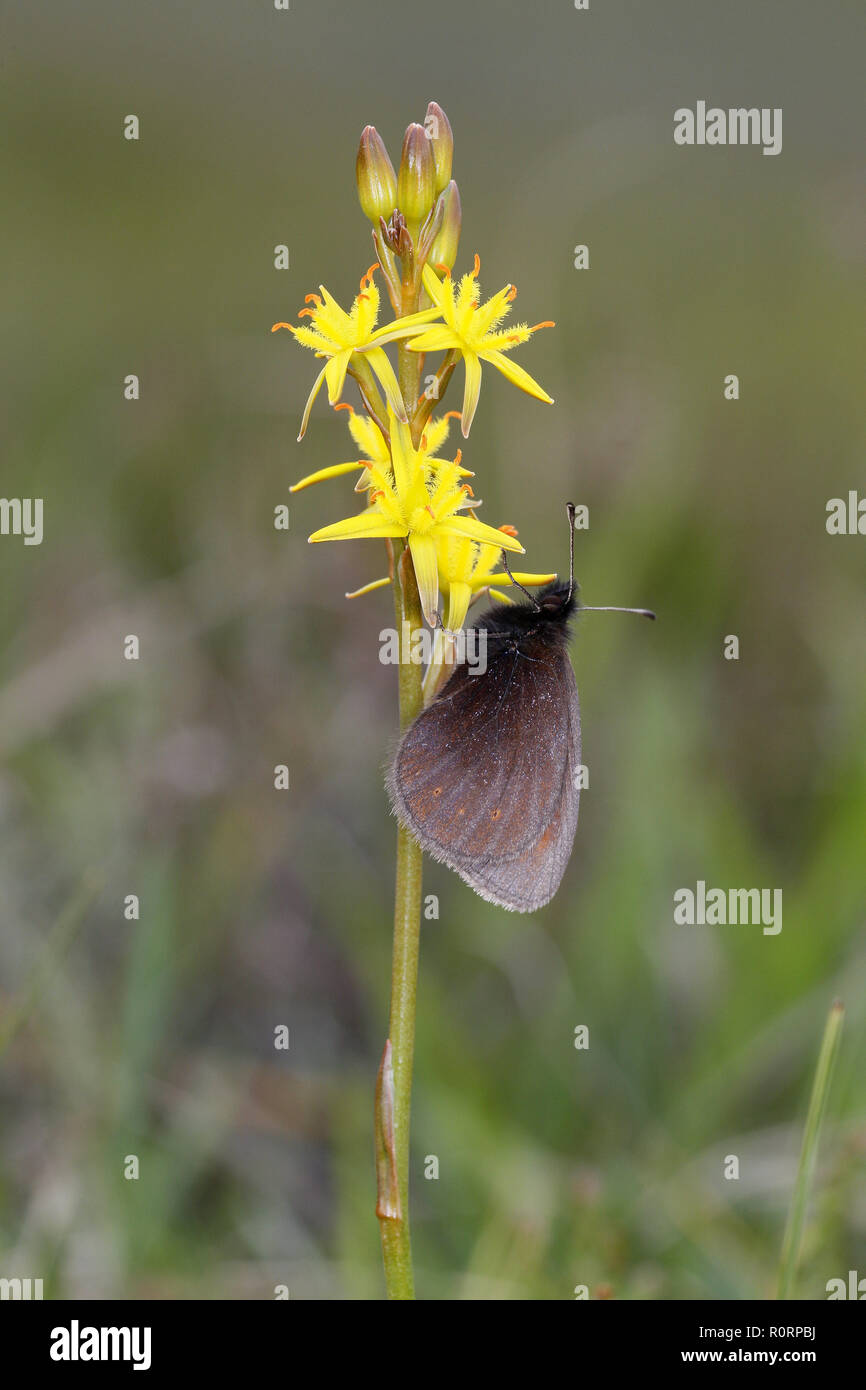 Erebia epiphron Ringlet, montagne, sur Bog Asphodel Banque D'Images