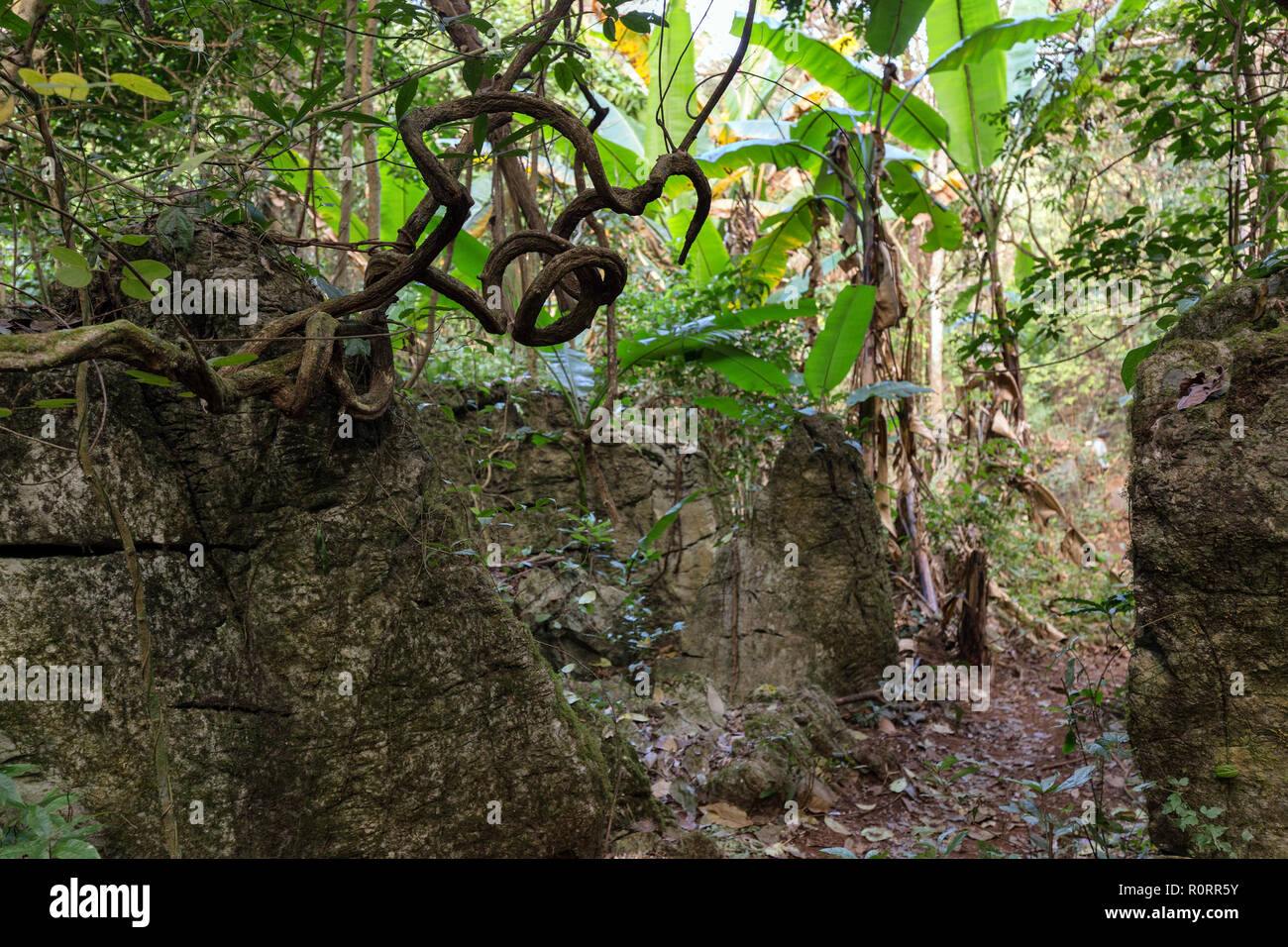 Rocky jungle avec vignes et des roches dans les montagnes de Chiang Dao, Thaïlande Banque D'Images