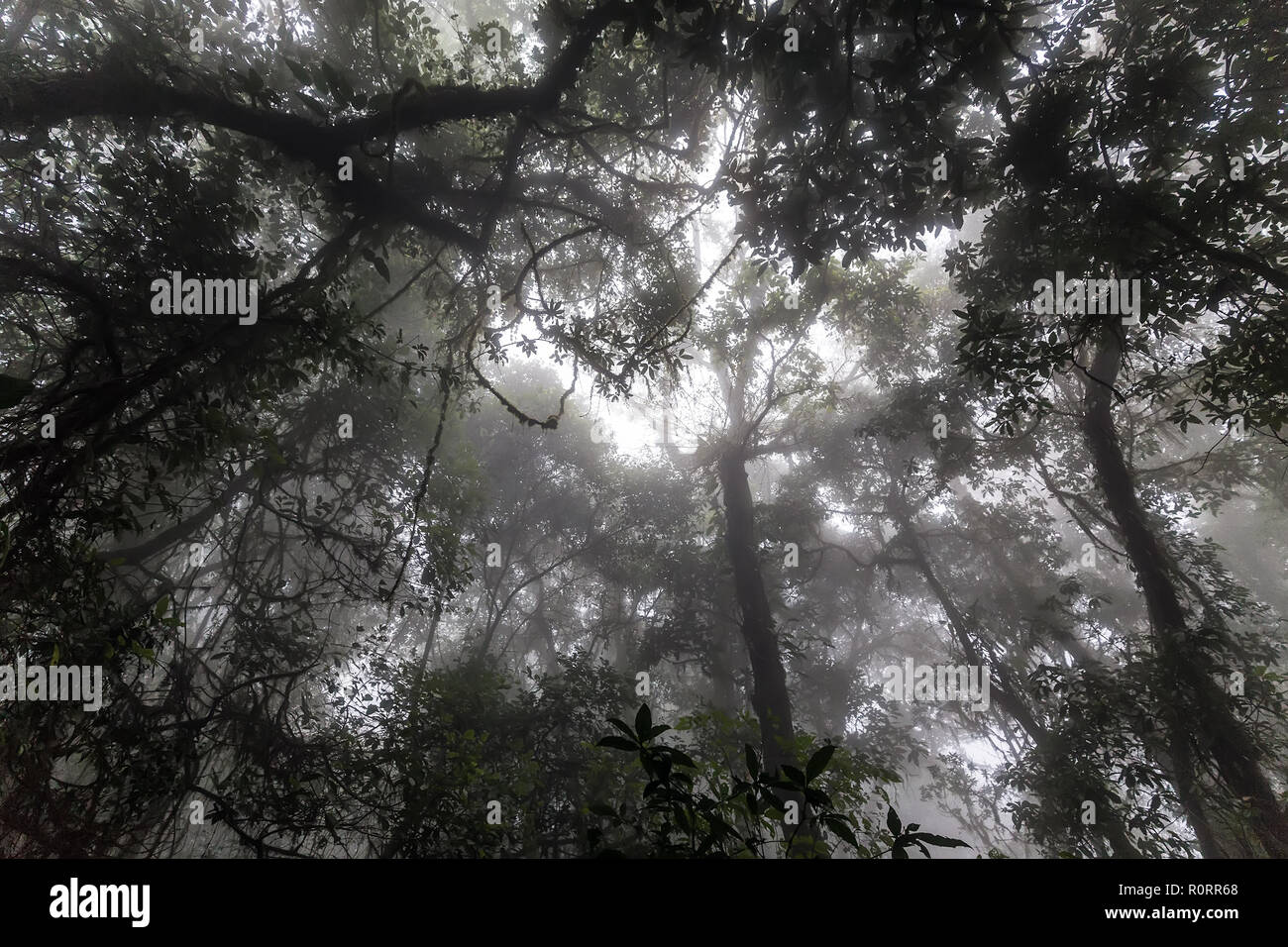 Misty tropical forest tôt le matin, perspective Vue de dessous Banque D'Images
