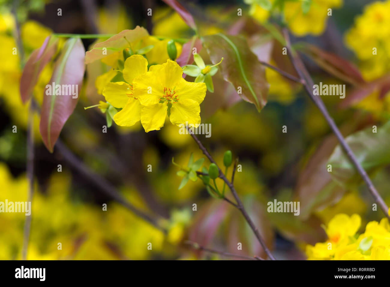 Arbre généalogique Mai Hoa (Ochna integerrima) fleur, nouvel an lunaire traditionnel au Vietnam Banque D'Images