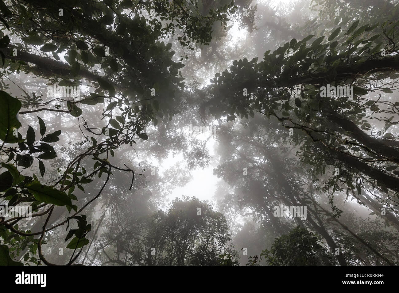 Misty tropical forest tôt le matin, perspective Vue de dessous Banque D'Images