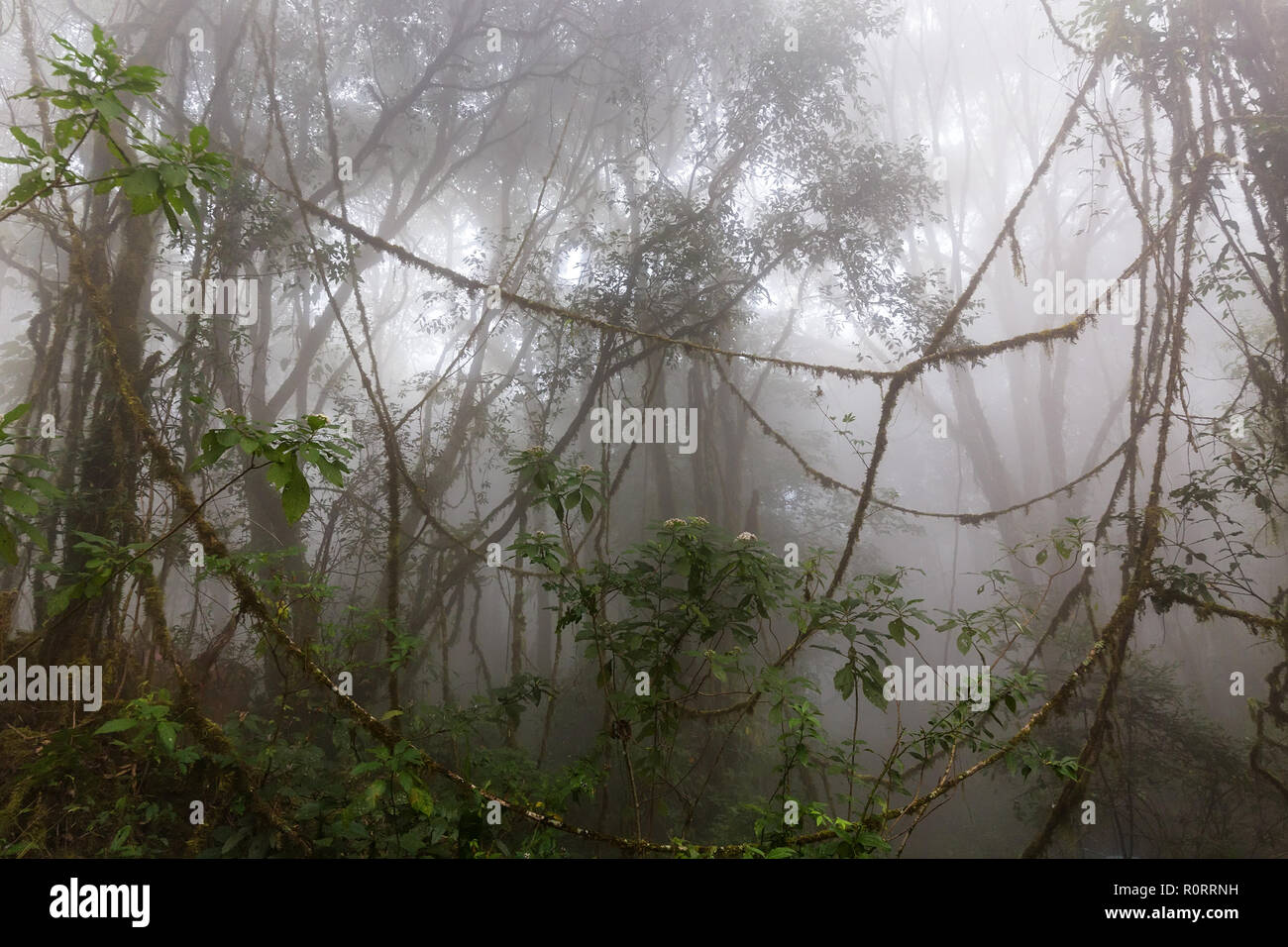 Jungle dans le brouillard monte, Thaïlande Chiang Dao Banque D'Images