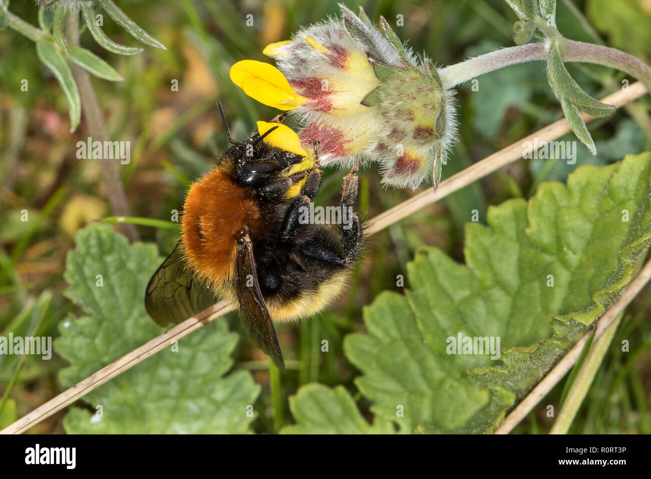 Carde commun, Bumblebee Bombus muscorum agricolae, se nourrissant de la vesce de rein (Anthyllis vulneraria) Banque D'Images