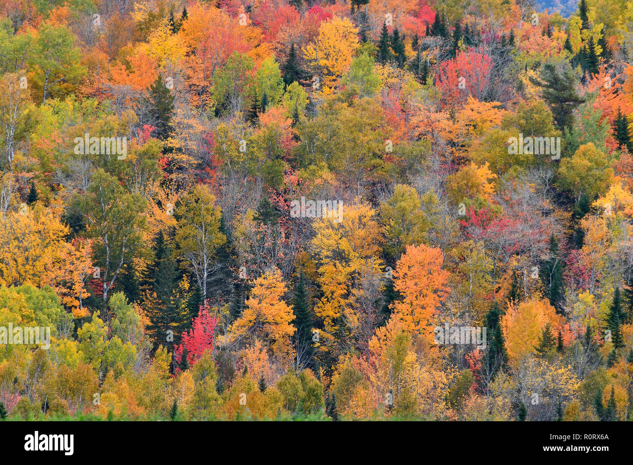 Une image paysage d'une forêt de feuillus avec les feuilles de ses arbres tournant l'automne lumineux rouge et jaune près de Sussex au Nouveau-Brunswick, Canada. Banque D'Images