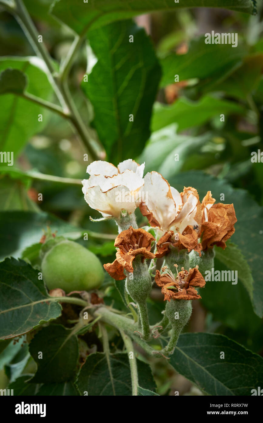 Fleurs fanées et la mise à fruit de Jonathan variété de pomme. Banque D'Images