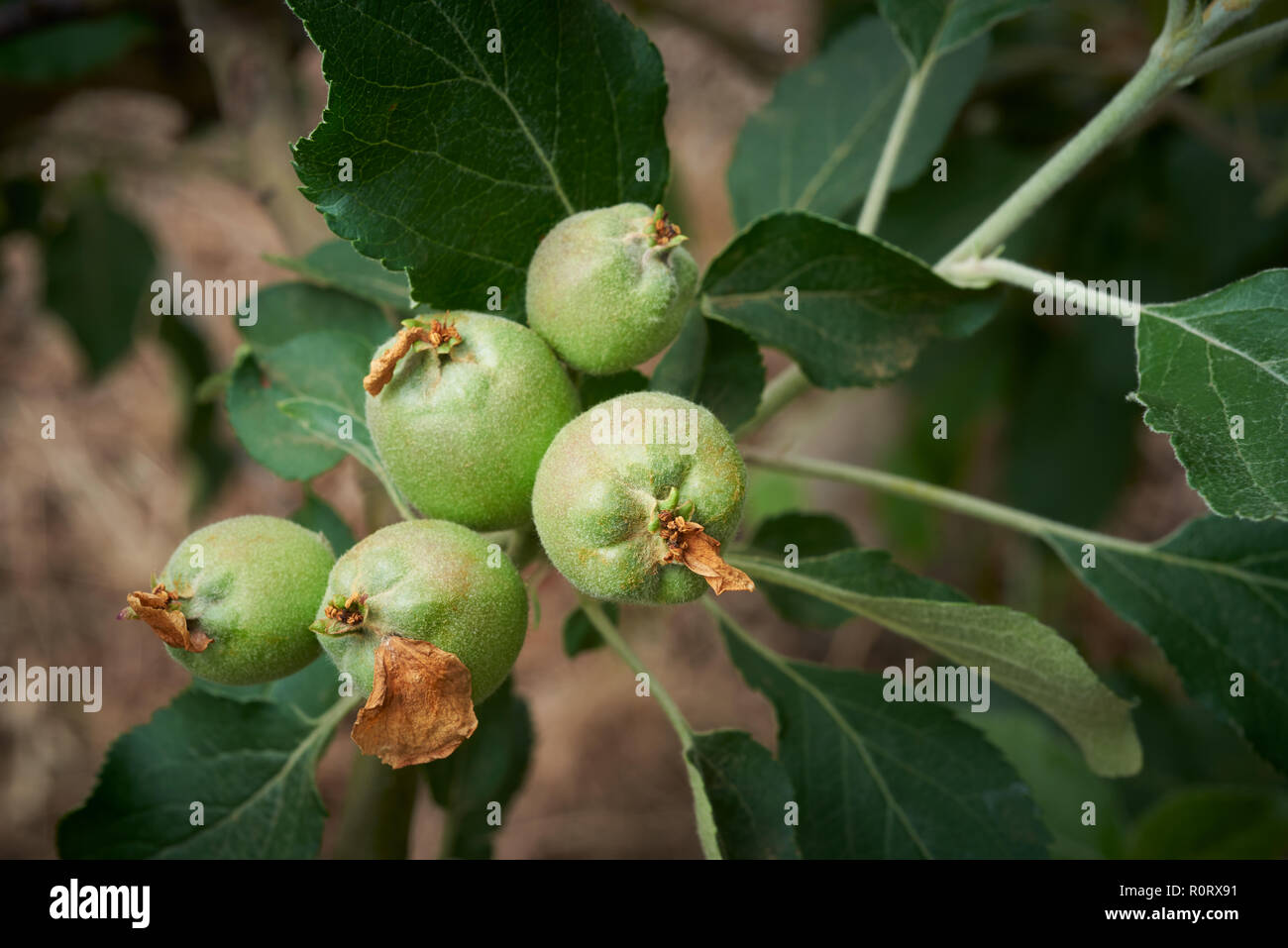 Close-up de la chute des pétales et au début de la fructification sur Jonathan Aple variété. Banque D'Images
