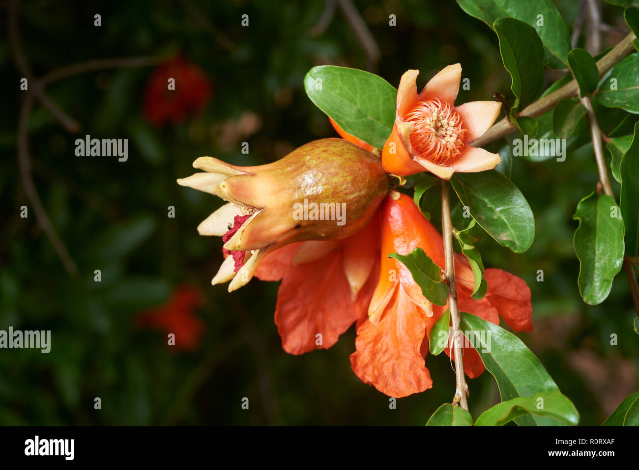 Floraison et fructification de jeunes arbres Pomeganate. Banque D'Images