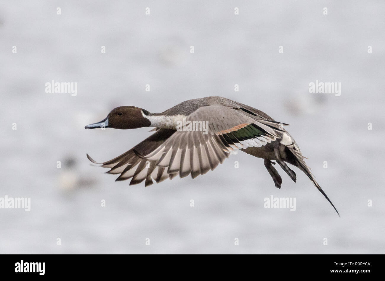 Un mâle Canard pilet Canard en vol Banque D'Images