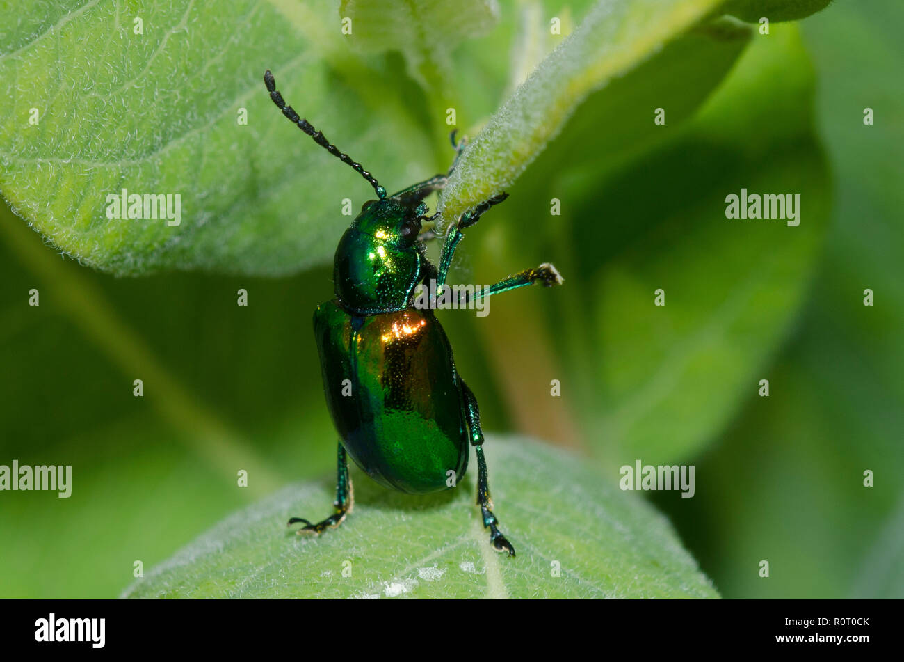 L'apocyn Beetle, Chrysochus auratus Banque D'Images