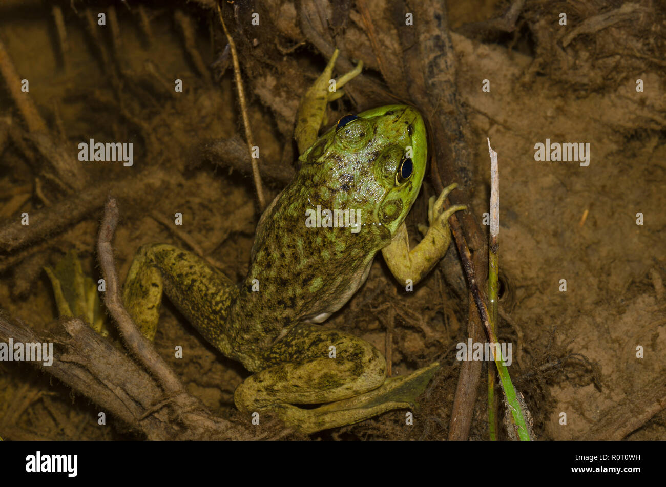Grenouille ouarouille, Lithobates catesbeianus Banque D'Images