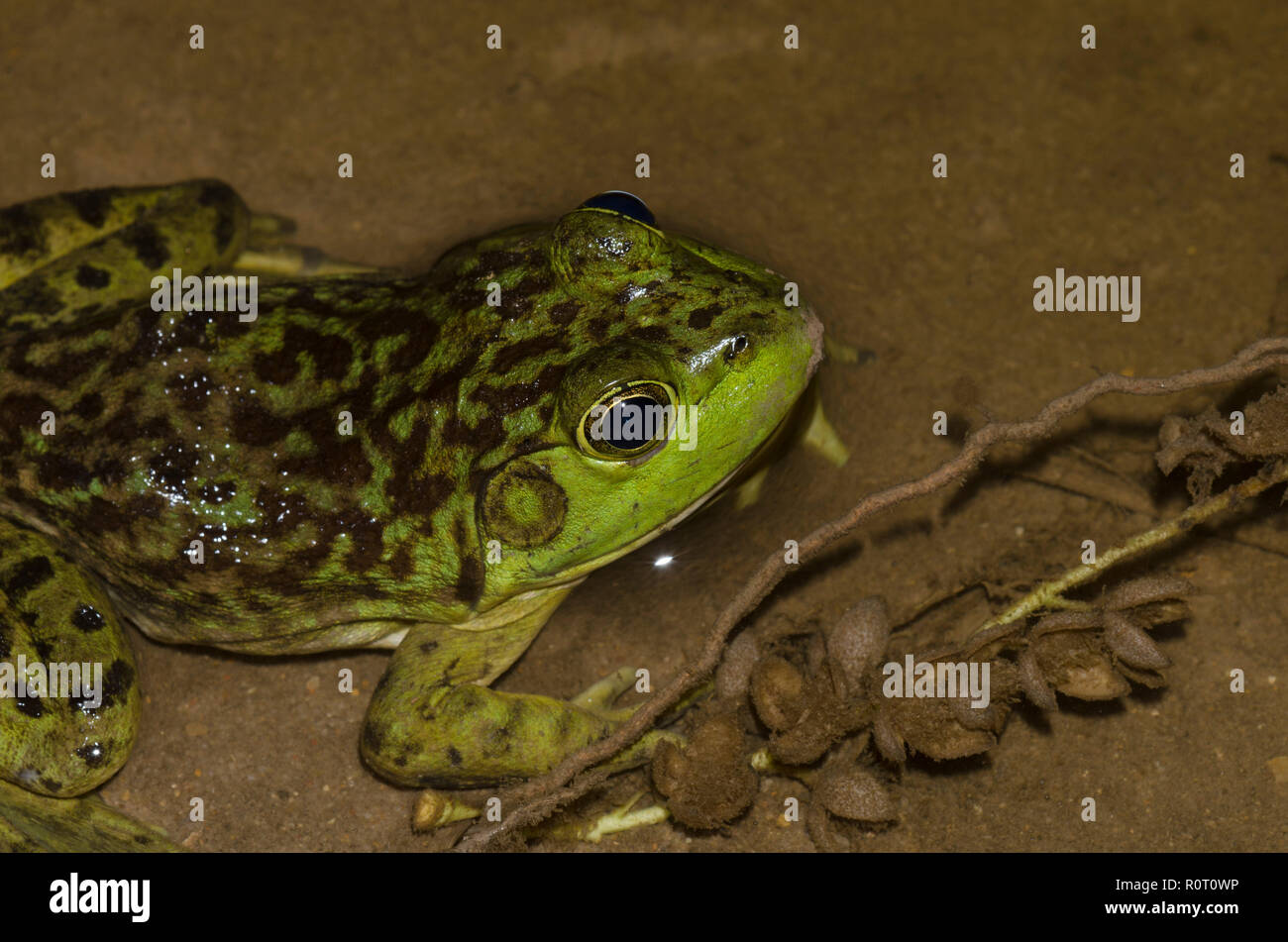 Grenouille ouarouille, Lithobates catesbeianus Banque D'Images