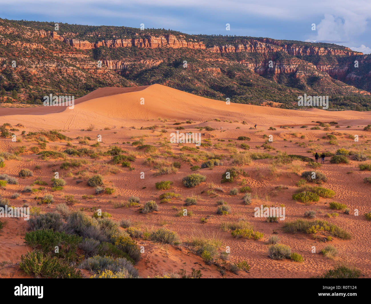 Dune, Star Coral Pink Sand Dunes State Park, Kanab, Utah. Banque D'Images